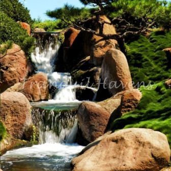 Korean No Mow Grass 10 Pots for $125.00 FREE EXPRESS POST