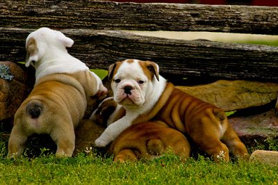 Pair of English Bull Puppies Available for sale Pair of English Bull Puppies 