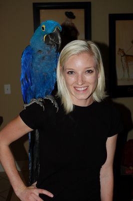 2 Year Old Hyacinth Macaw Needs A Home.