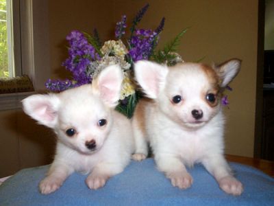 kids loving chihuahua for sell 
