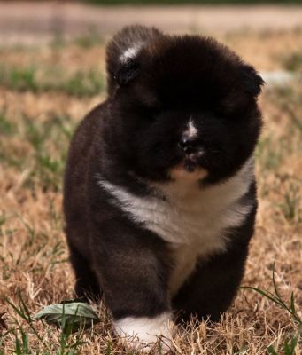  Akita Puppies For Sale 