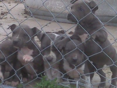 American Pitt Bull Puppies