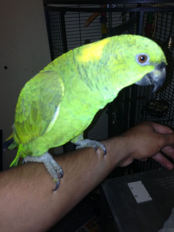 Top Quality Pet Parrot Birds on sale