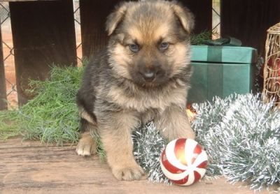 Sweet German Shepherd Dog Puppies for Adoption