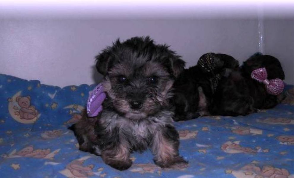 Adorable Yorkie Puppies For Adoption