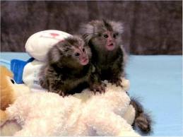 Monkeys Currently Available for Adoption