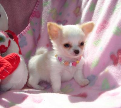Top Home Raised Chihuahua Puppies Available.