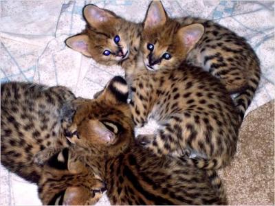 Savannah kittens for homes