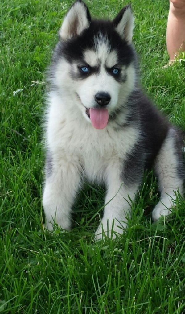Siberian Husky Puppies Available 