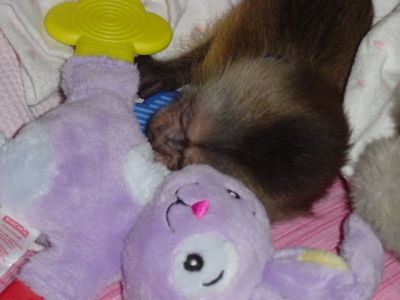 Affectionate Capuchin Monkeys For Good And Caring Home