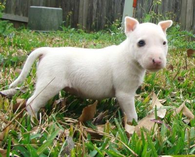 Gorgeous Bull terrier puppies available 