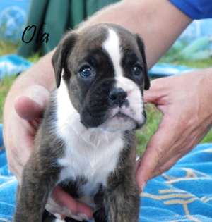 Excellent boxer puppies