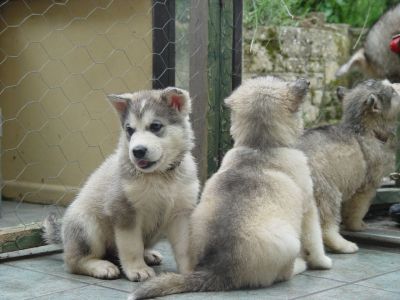 Adorable Siberian husky pups ready for you.