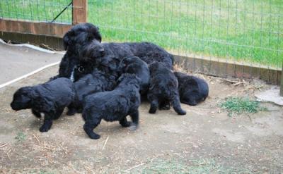 bouvier-des-flandres-puppies