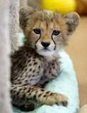 cheetah cubs babies for sale