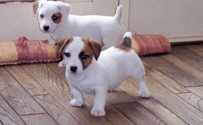   Sweet Jack Russell Puppies for sale