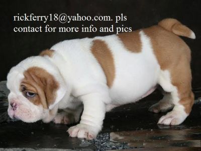 CUTE MALE AND FEMALE ENGLISH BULLDOG PUPPIES