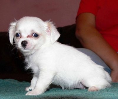 white Chihuahua puppies (long coat)