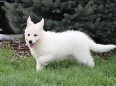 adoraable german shepard for online adoption