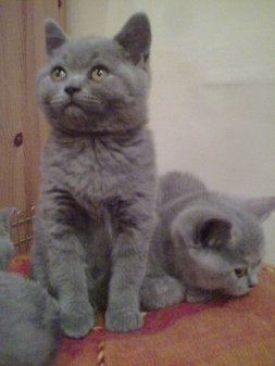 BRITISH SHORTHAIR KITTENS FOR SALE