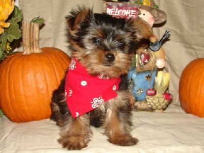 Lovley teacup yorkie puppies for adoption