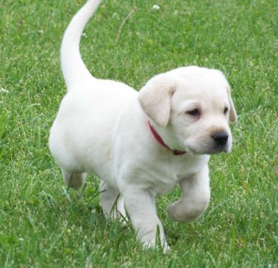 labrador puppies for adoption