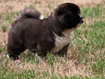 Akita Puppies For Sale