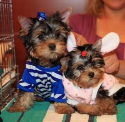adorable yorkie puppies for free adoption now.