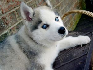 Home Trained Siberian Husky Puppies For Sale