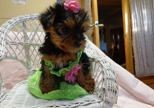 Yorkie puppies ready for good homes