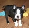 looking male and female Boston terrier puppies for sale