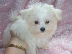 healthy maltese puppies for rehoming