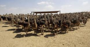 Healthy Ostrich chicks and quality candle tested eggs for sale