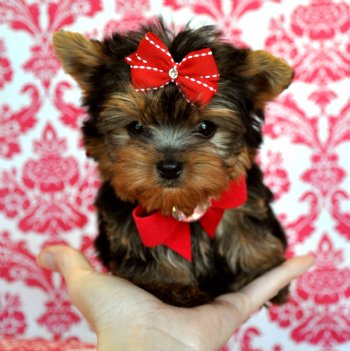  Teacup Yorkie Puppies For sale.
