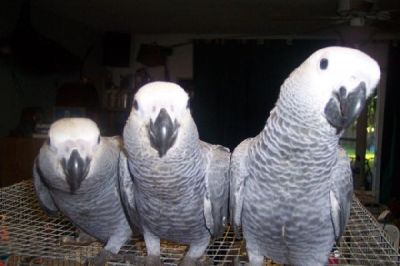 Hand raised male and female congo african grey parrots for Adoption 