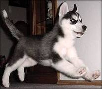 cute siberian husky puppy for a new home