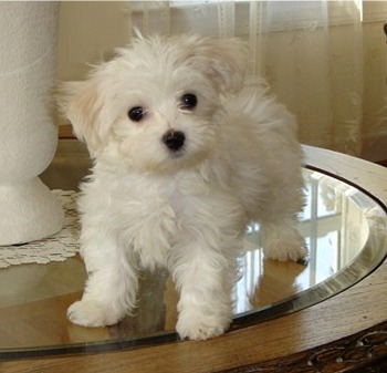 Potty Raised Maltese Puppies For New Homes.