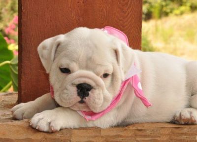  adorable and awesome Healthy English Bulldog puppies
