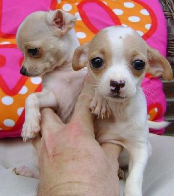 beatuiful and lovely male and femal chiuaua puppies for sale
