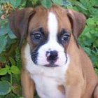 Adorable Supper Boxer-Puppy for sale