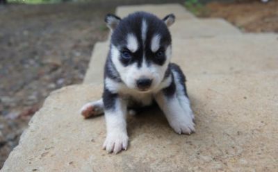 Healthy Blue Eyes Siberian Husky Puppies