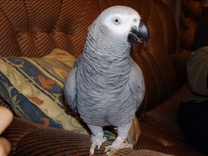 awesome nice looking talking parrot for sale