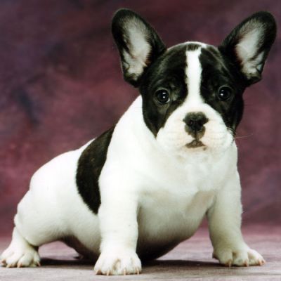 Cute french bulldog For Adoption
