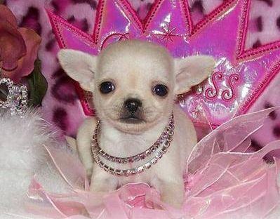 available chichuchupuppy for sale 