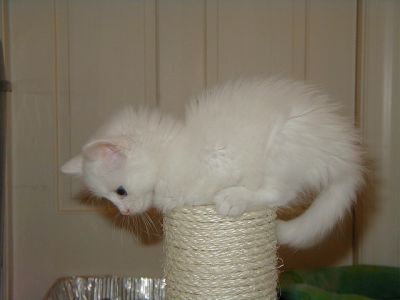 Free skenny for adoption