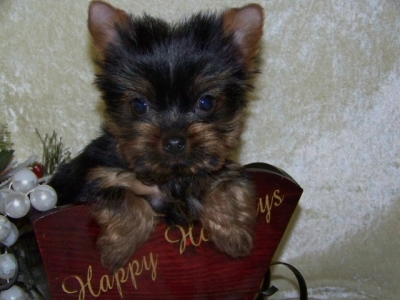 Outstanding Male and Female Yorkie Puppies For X-Mas