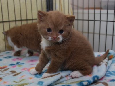 Chocolate Persian kittens (10 weeks