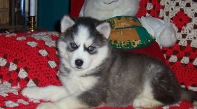 Cute Siberian Husky Puppies For Kids.