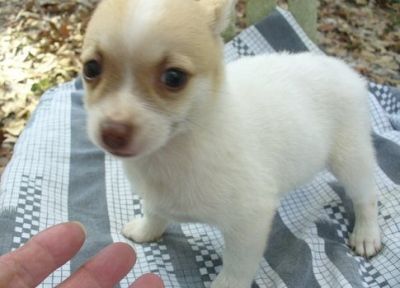 available chihuahua  puppies for adoption for xmas