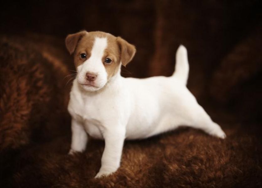 Playful Jack Russell Terrier for adoption .